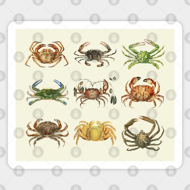 Vintage Crab Illustration Ocean Animal Marine Biology Coastal Art Magnet by Yesteeyear